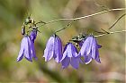 IMG_8208-1.jpg