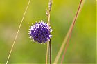 IMG_8222-1.jpg